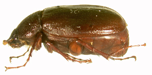 P. luctuosa lateral beetle